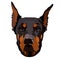 Doberman pinscher, american doberman, pet logo, dog doberman