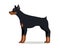 Doberman Pinscher, Dobermann, Doberman isolated