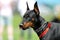 Doberman Pinscher dog