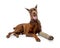 Doberman Pinscher Dog With Broken Leg