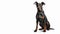 Doberman Pinscher Dog With its sleek and muscular build, sitting on isolated white background