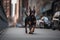 Doberman Pinscher dog running in the city. Selective focus.