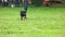 Doberman pinscher dog is running for a toy in slow motion.