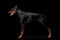 Doberman Pinscher Dog Standing on isolated Black background, Side view