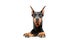 Doberman pinscher emerging from behind