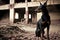 doberman pinscher exploring abandoned building, with its nose to the ground