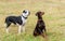 Doberman Pinscher and her friend a pitbull terrier dog, in the park