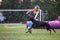 Doberman pinscher with its female handler running dog agility course on rainy day