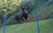 Doberman pinscher jumping