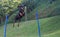 Doberman pinscher jumping