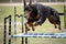 doberman pinscher jumping over obstacle course