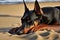 doberman pinscher laying on beach, with its head resting on paws