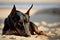 doberman pinscher laying on beach, with its head resting on paws