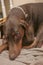 Doberman Pinscher Laying on a Dog Bed