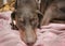 Doberman Pinscher Laying on a Dog Bed