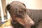 Doberman Pinscher Laying on a Dog Bed