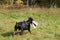 Doberman Pinscher on leash goes on green grass