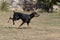 Doberman Pinscher outdoors at park. beautiful female dobie outside at sunset. Small crop ears with chain. Black and rust, tan dog