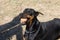 Doberman Pinscher outdoors at park. beautiful female dobie outside at sunset. Small crop ears with chain. Black and rust, tan dog