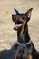 Doberman Pinscher outdoors at park. beautiful female dobie outside at sunset. Small crop ears with chain. Black and rust, tan dog