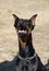 Doberman Pinscher outdoors at park. beautiful female dobie outside at sunset. Small crop ears with chain. Black and rust, tan dog