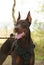 Doberman pinscher poses for the camera. Calm, massive.