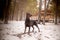 Doberman pinscher poses for the camera. Calm, massive.