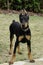 Doberman Pinscher Puppy