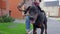 Doberman pinscher puppy dog on a walk in the streets with owner