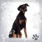 Doberman Pinscher puppy sitting, 6 months old