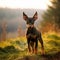 Doberman Pinscher puppy standing on the green meadow in summer green field. Portrait of a cute Doberman Pinscher pup standing on