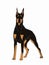 Doberman pinscher realistic  thinking bubble drawing	 background