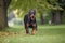 Doberman Pinscher running in the park. Selective focus on the dog