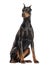 Doberman Pinscher sitting, looking away, isolated