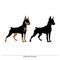 Doberman pinscher - Stock Vector. Isolated silhouette