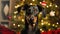 Doberman portrait on the background of a Christmas tree. Merry Christmas and Happy New Year concept