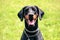 Doberman portrait of a head in background green grass