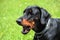 Doberman portrait of a head in background green grass