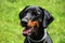 Doberman portrait of a head in background green grass