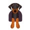 Doberman puppy