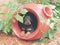 Doberman puppy in flower pot