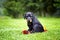 Doberman puppy in grass. Puppy of doberman sits on the green grass