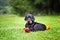 Doberman puppy in grass. Puppy lies on the green grass