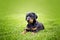 Doberman puppy in grass. Puppy lies on the green grass