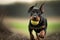 doberman puppy playing with tennis ball in open field