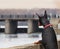 Doberman relaxes and looks over the river