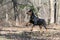 Doberman running