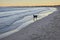 Doberman running on the beach in sunset