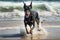 doberman running on beach, with the waves in the background