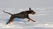 Doberman running in deep snow